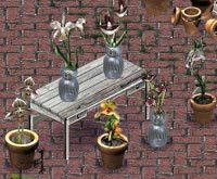 orchids